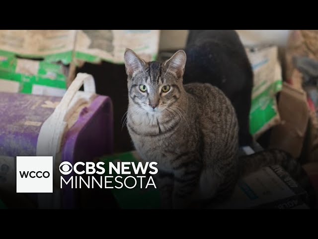 ⁣Minnesota woman charged with animal torture after 124 cats rescued from home