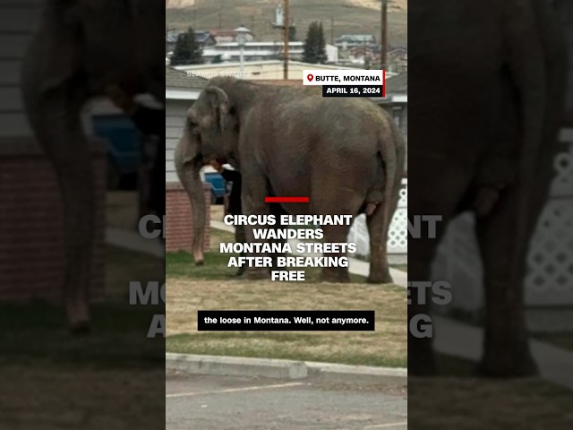 ⁣Circus elephant wanders Montana streets after breaking free