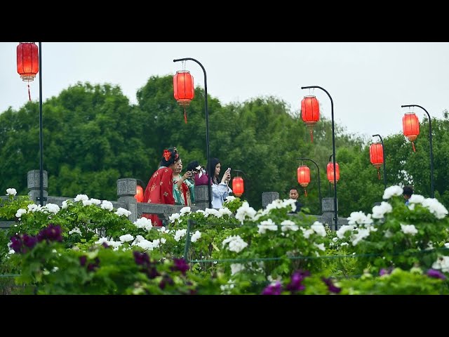 Peonies bloom in Luoyang as spring arrives
