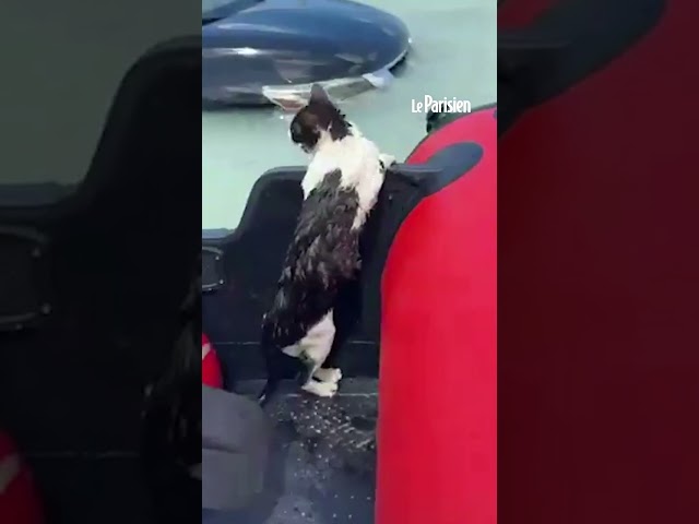 Dubaï : un chat agrippé à une voiture inondée sauvé par des policiers