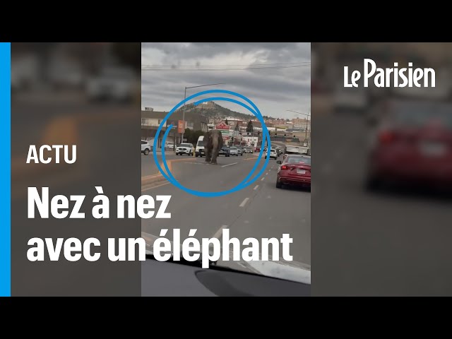 ⁣États-Unis : un éléphant s'échappe de son cirque et sème la zizanie sur la route