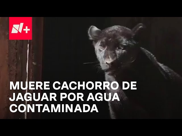 Cachorro de jaguar murió en el zoológico Benito Juárez, de Morelia - Despierta