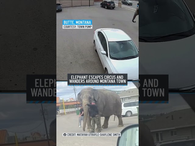 ⁣Elephant roams streets in Montana city