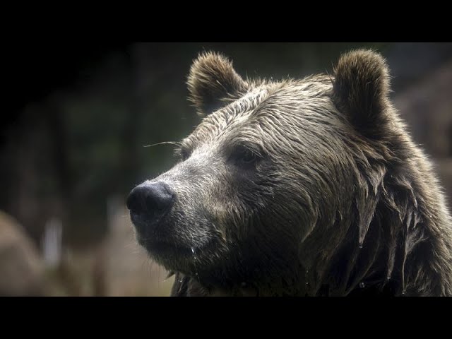 ⁣No comment : deux ours survivent à l'incendie tragique d'un zoo en Crimée