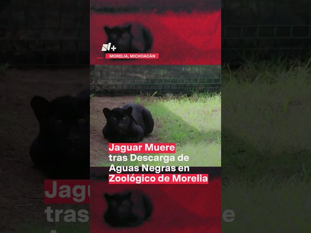 Jaguar muere tras descarga de aguas residuales en el zoológico de Morelia #nmas #shorts
