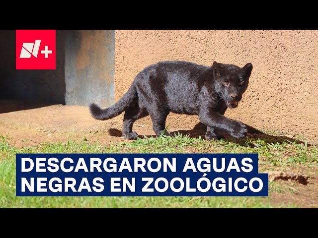 ⁣Jaguar muere tras descarga de aguas residuales en el zoológico de Morelia - N+