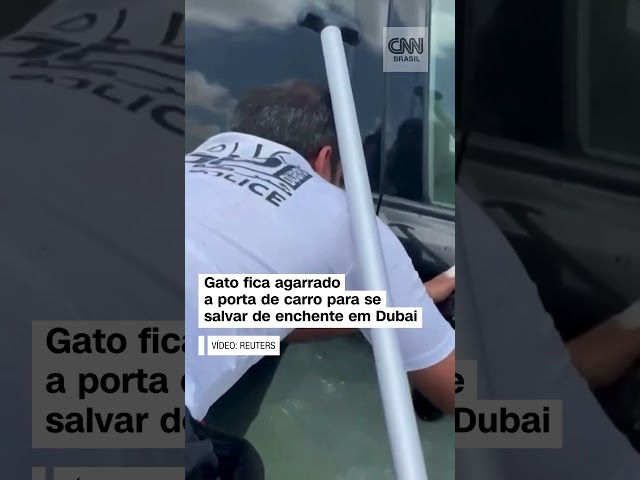 ⁣Gato fica agarrado a porta de carro para se salvar de enchente em Dubai