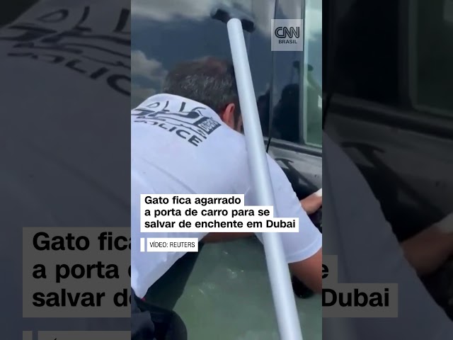 Gato fica agarrado a porta de carro para se salvar de enchente em Dubai