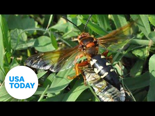 ⁣Cicadas explained: Three facts about buzzing insects | USA TODAY