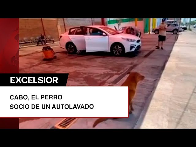 VIDEO: De Cabo a socio de Car Wash, la historia del perro más limpio de Sonora