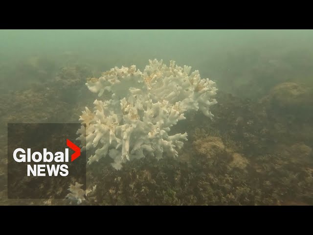 ⁣Brazil bracing for worst-ever coral bleaching event