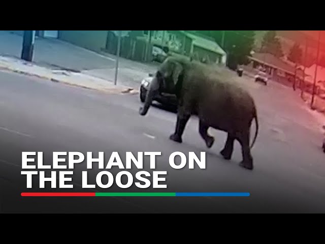 ⁣Elephant wanders the streets of Montana after circus escape | ABS-CBN News
