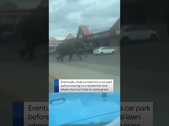 ⁣Elephant escapes circus and stops traffic in US