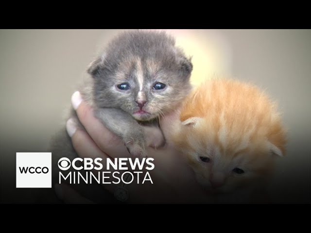 ⁣Minnesota shelters take in hundreds of cats from hoarding cases