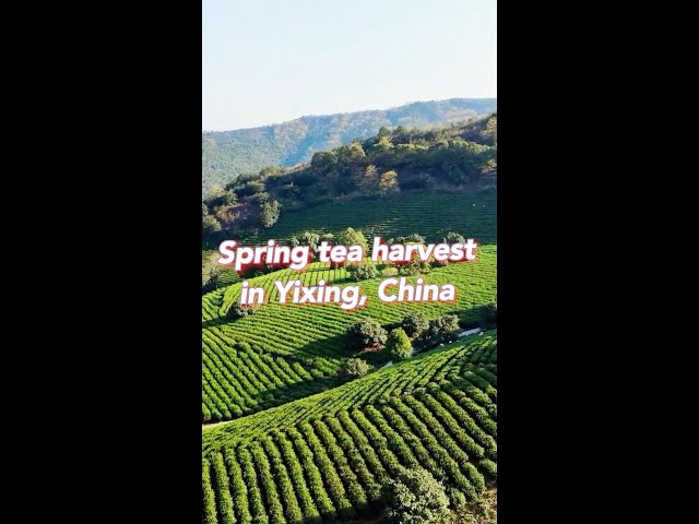 Spring tea harvest in Yixing, China
