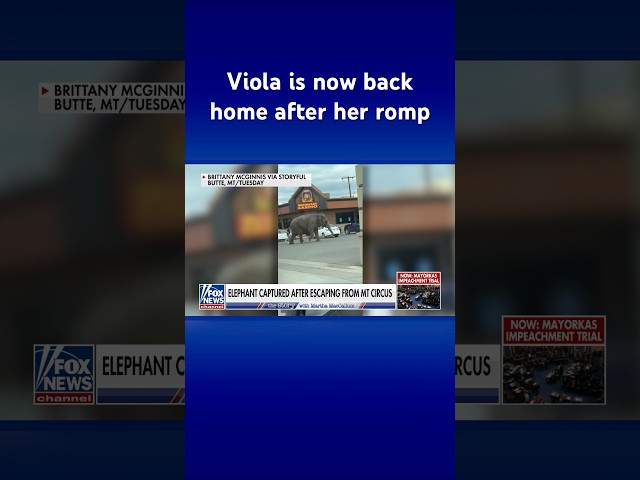⁣‘VIOLA!’: Elephant escapes circus, seen roaming Montana streets #shorts