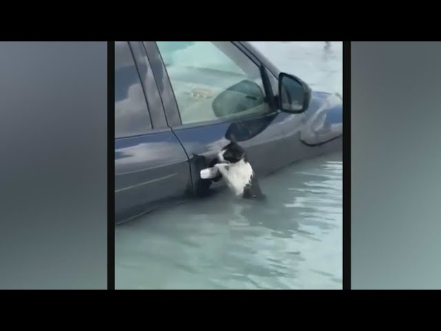 Video shows scared cat hanging on car door, rescued by officials in Dubai