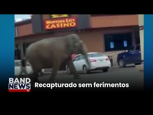 ⁣Elefante escapa de circo e caminha por ruas nos EUA | BandNews TV