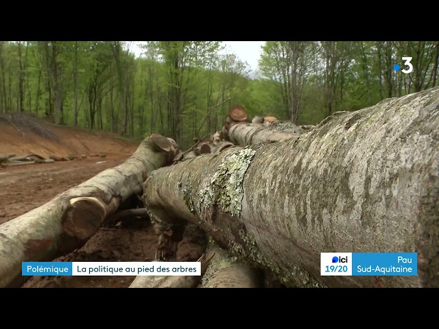 Des coupes d'arbres dans la forêt du Bager au centre d'une polémique à Oloron