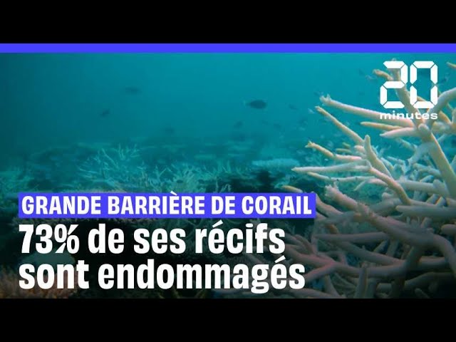 ⁣Australie : La Grande Barrière de corail subit le pire épisode de blanchissement jamais enregistré