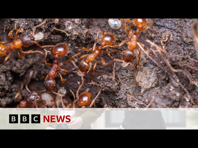 ⁣Invasive species of ants will cost Australians more than $22bn if left to run rampant | BBC News