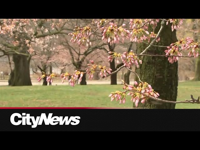 Tracking High Park’s cherry blossom blooms