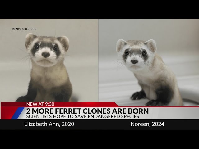 2 more endangered ferrets are gene copies of critter frozen in 1980s
