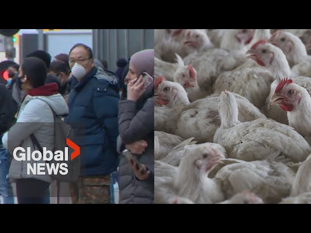 WHO says Bird flu risk to humans an "enormous concern,” but what should you know?