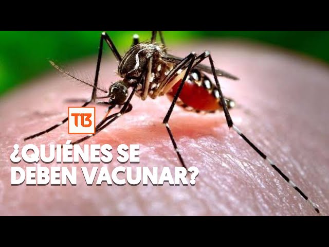 ⁣Resolviendo dudas del dengue en Chile: ¿Existe vacuna, quiénes deberían vacunarse, cómo se contagia?