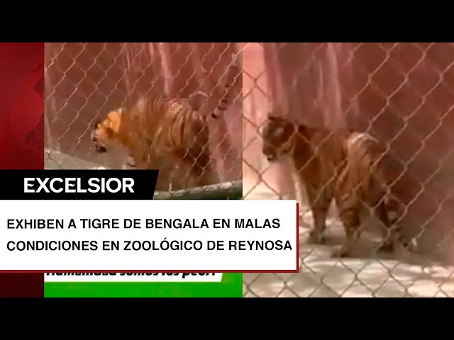 VIDEO: Exhiben a tigre de Bengala en malas condiciones en zoológico de Reynosa