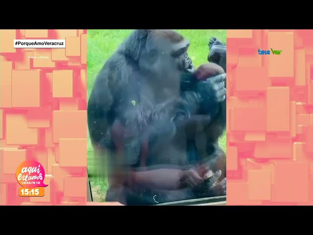 ⁣Un gorila muestra su instinto maternal a una mamá que visita el zoológico