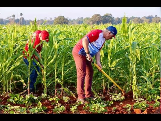 Cubanos se burlan de Díaz-Canel tras publicar fotos trabajando en la tierra