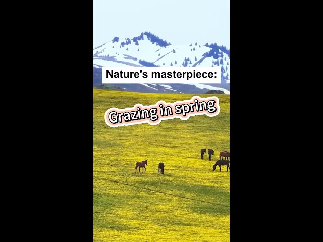 Nature's masterpiece: Grazing in spring in China's Xinjiang