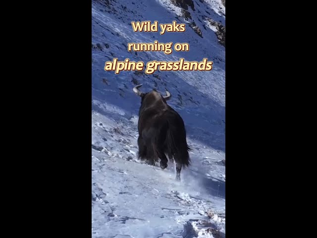 Wild yaks frolicking on alpine grasslands in China's Gansu