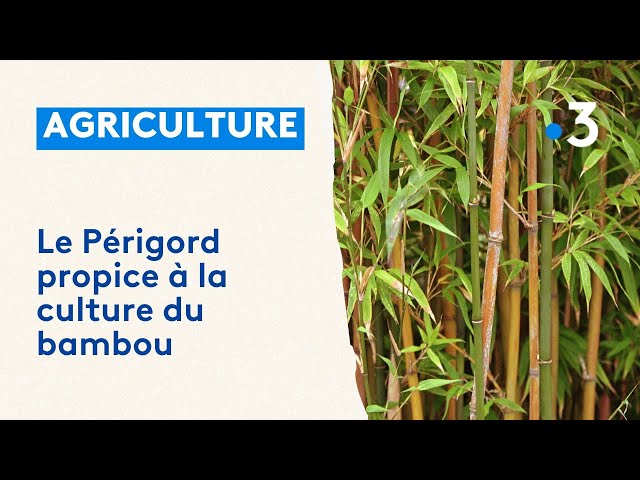 ⁣Le Périgord propice à la culture du bambou
