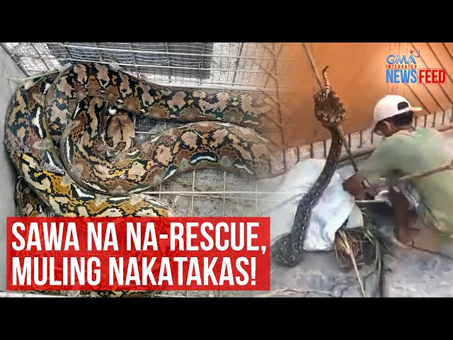 ⁣Sawa na na-rescue, muling nakatakas! | GMA Integrated Newsfeed