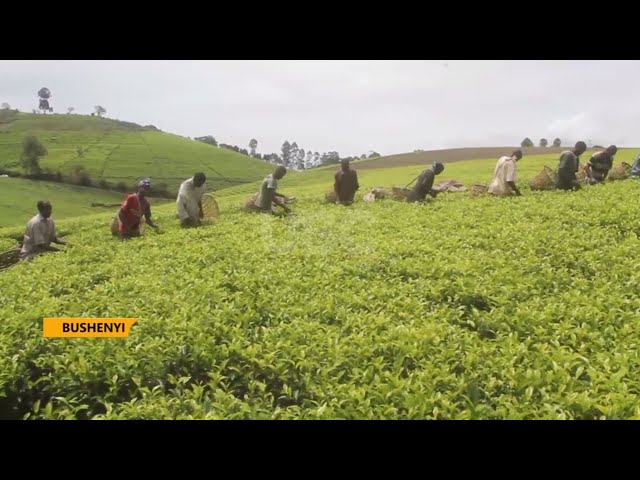 Improving tea production - Sheema tea farmers educated but decry price of fertilizers