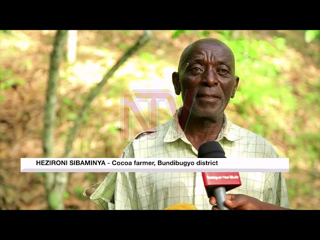 ⁣Cocoa growers in Bundibugyo district are reaping big