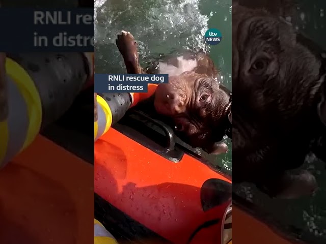 The RNLI helped save Bruno the dog after he got separated from his owners #itvnews #dog #rescue
