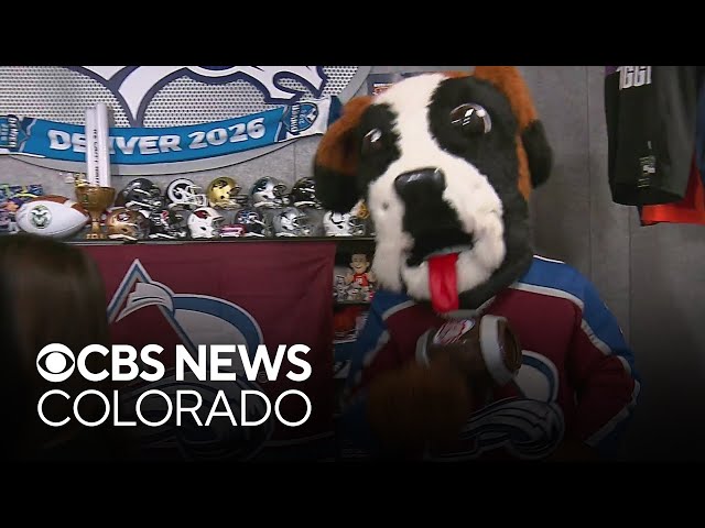⁣Colorado Avalanche mascot Bernie stops by CBS Colorado office before start of playoffs