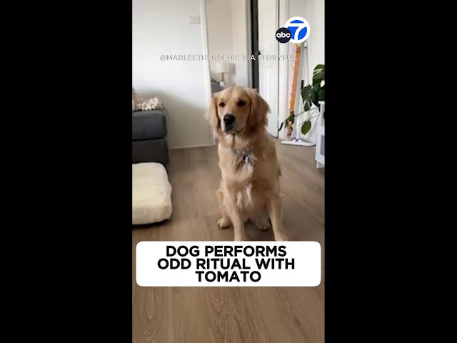 ⁣Golden retriever performs oddest ritual with tomatoes