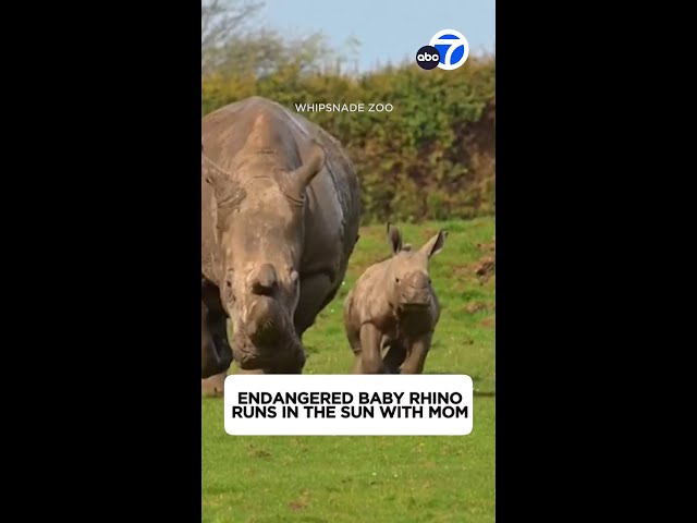 ⁣Endangered baby white rhino frolics in the sun with mom