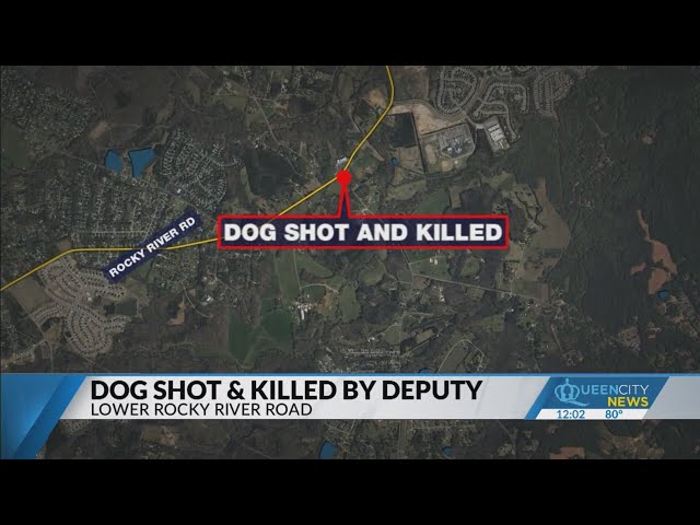 Dog shot and killed by deputy