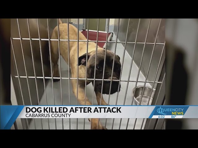 Dog killed after attacking deputy in Cabarrus County