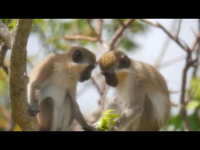 Renewed efforts to deal with monkey population