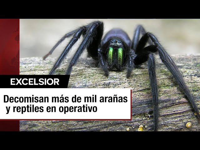Decomisan más de mil arañas venenosas en Francia; iban a ser traficadas