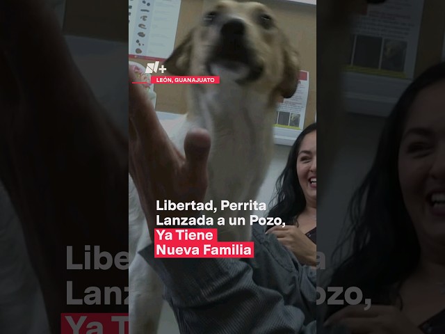 ⁣Libertad, perrita lanzada a un pozo en León, ya tiene nueva familia - N+ #Shorts