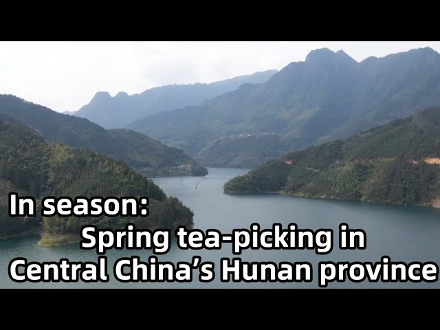⁣In season: Spring tea-picking in central China's Hunan province
