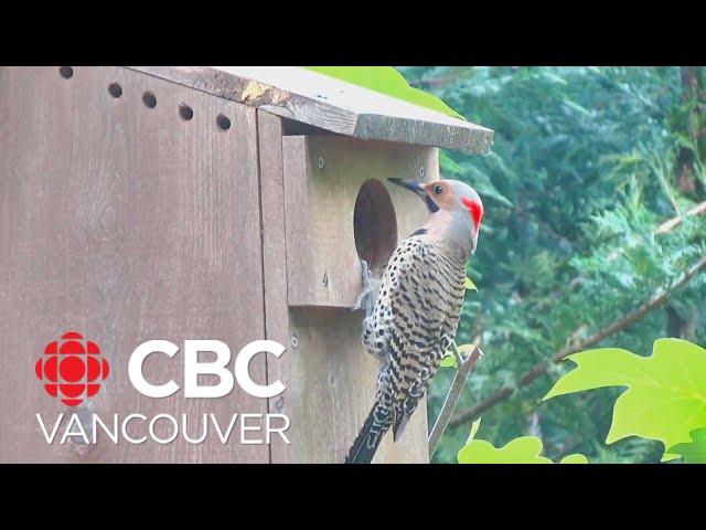 Why do northern flickers peck?