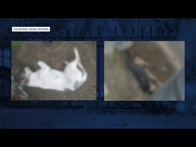 ⁣ANIMAL ABUSE: A family alleges three of their dogs were shot with a pellet gun